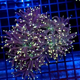 CC007 - Euphyllia glabrescens