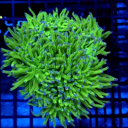 CC008 - Euphyllia glabrescens