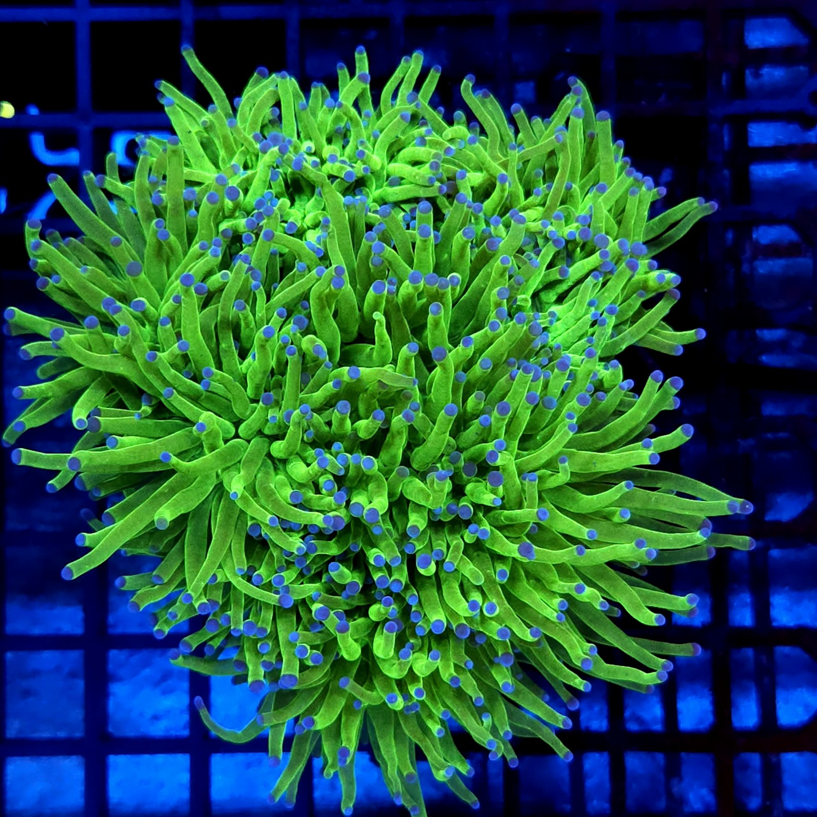 CC008 - Euphyllia glabrescens