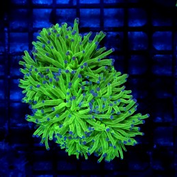 CC009 - Euphyllia glabrescens