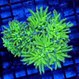 CC010 - Euphyllia glabrescens