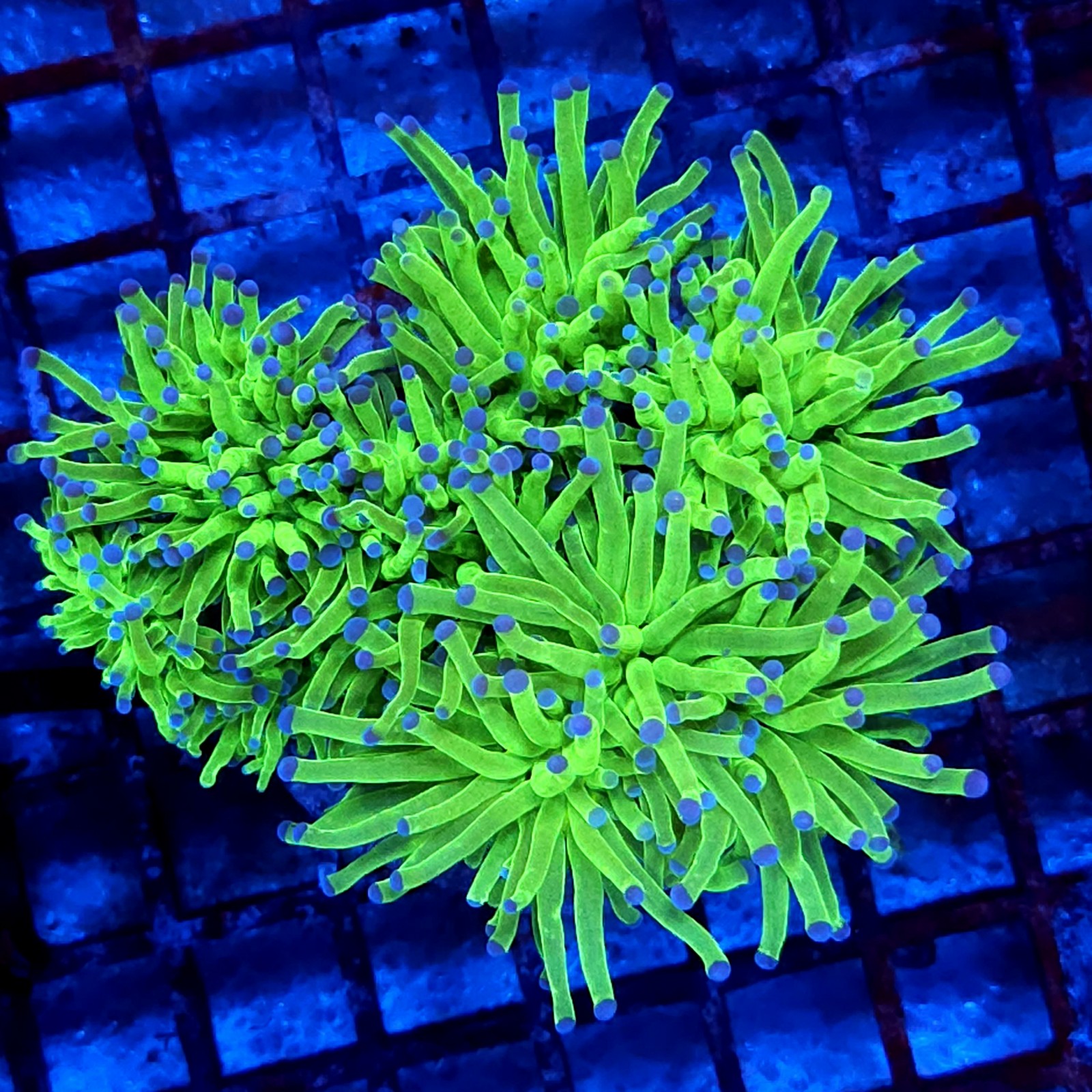 CC010 - Euphyllia glabrescens