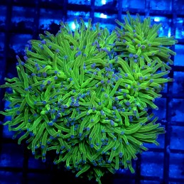 CC011 - Euphyllia glabrescens