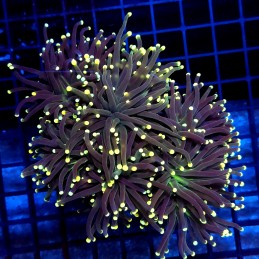 CC012 - Euphyllia glabrescens