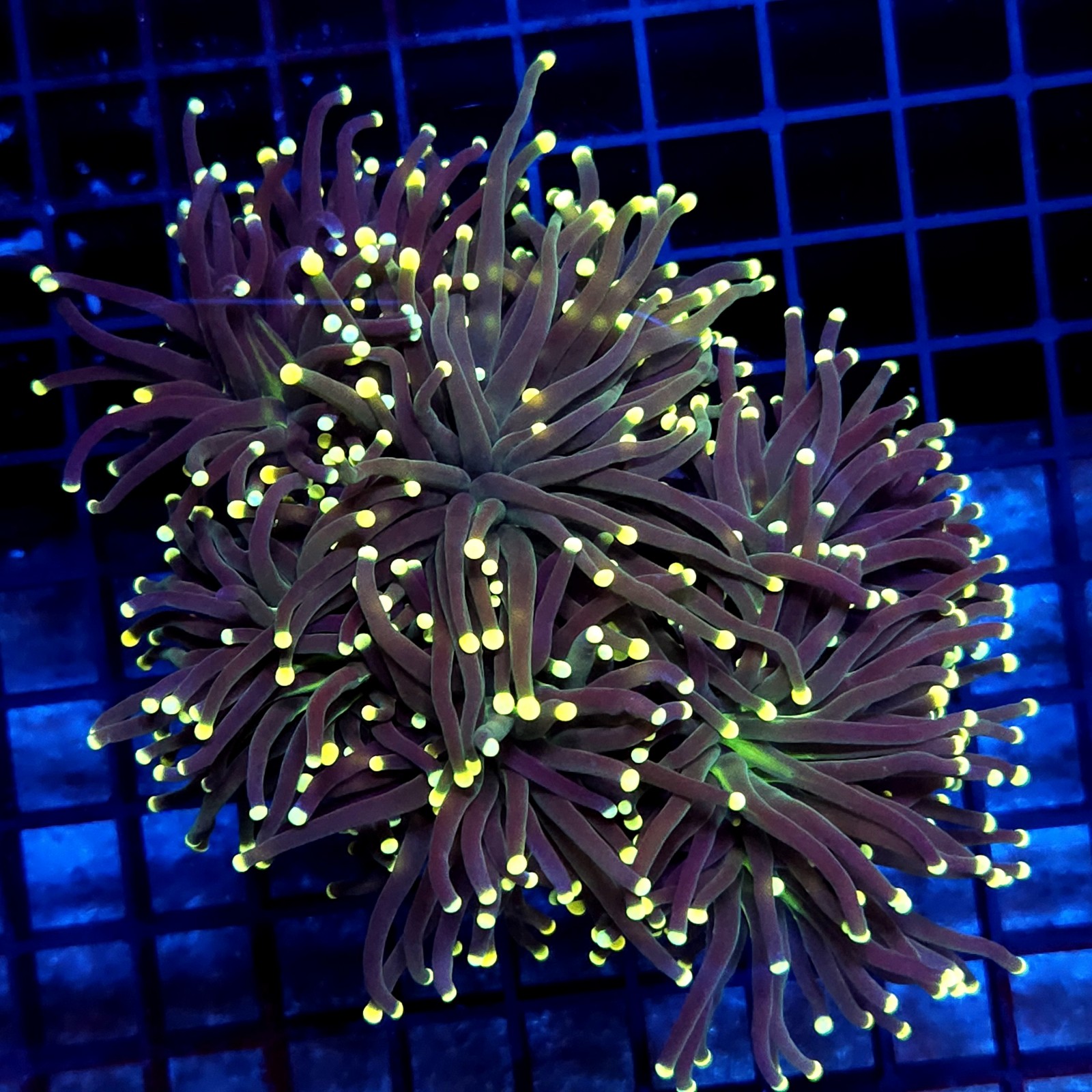 CC012 - Euphyllia glabrescens