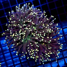 CC013 - Euphyllia glabrescens