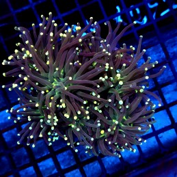 CC014 - Euphyllia glabrescens