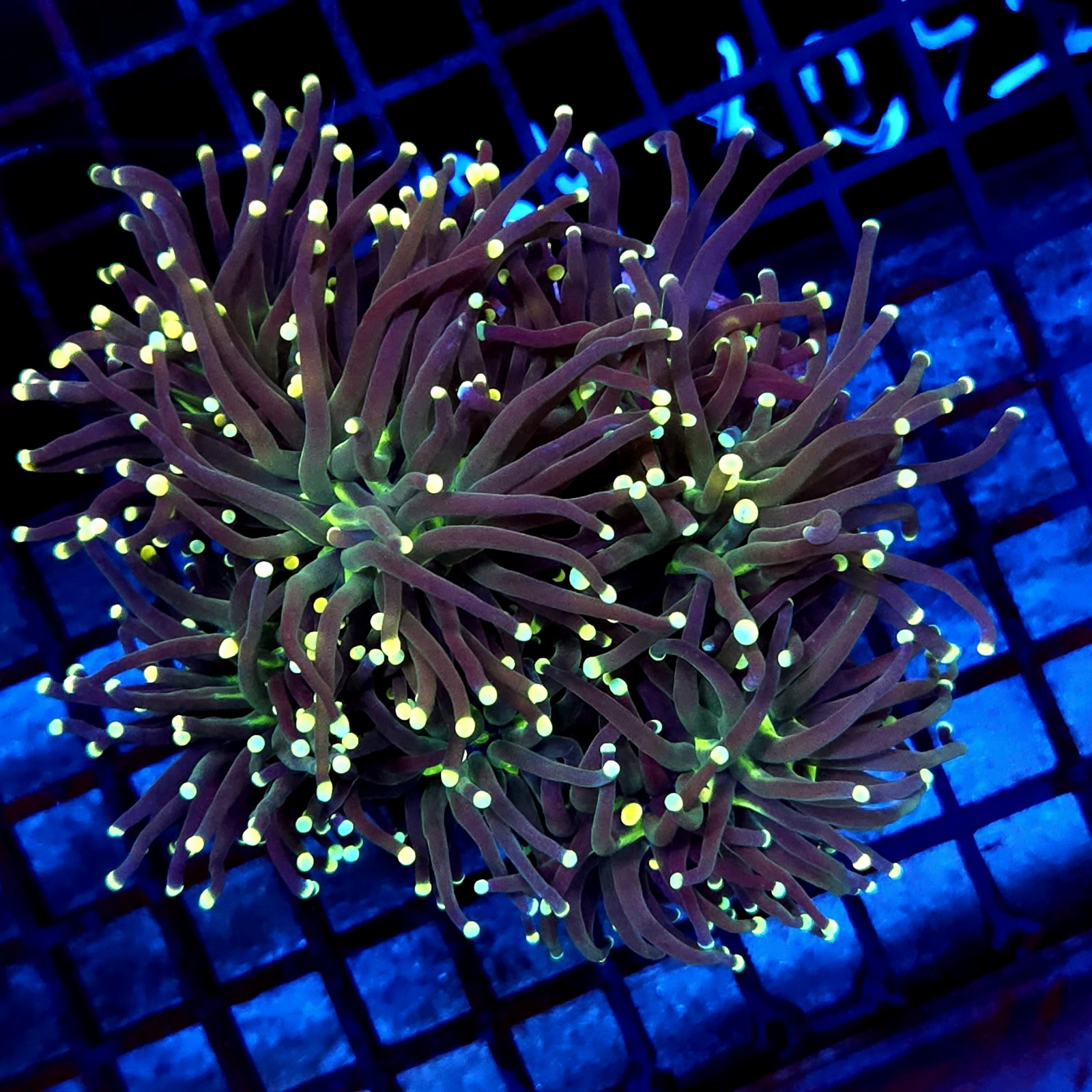 CC014 - Euphyllia glabrescens
