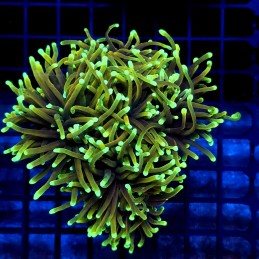 CC015 - Euphyllia glabrescens