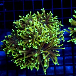 CC016 - Euphyllia glabrescens