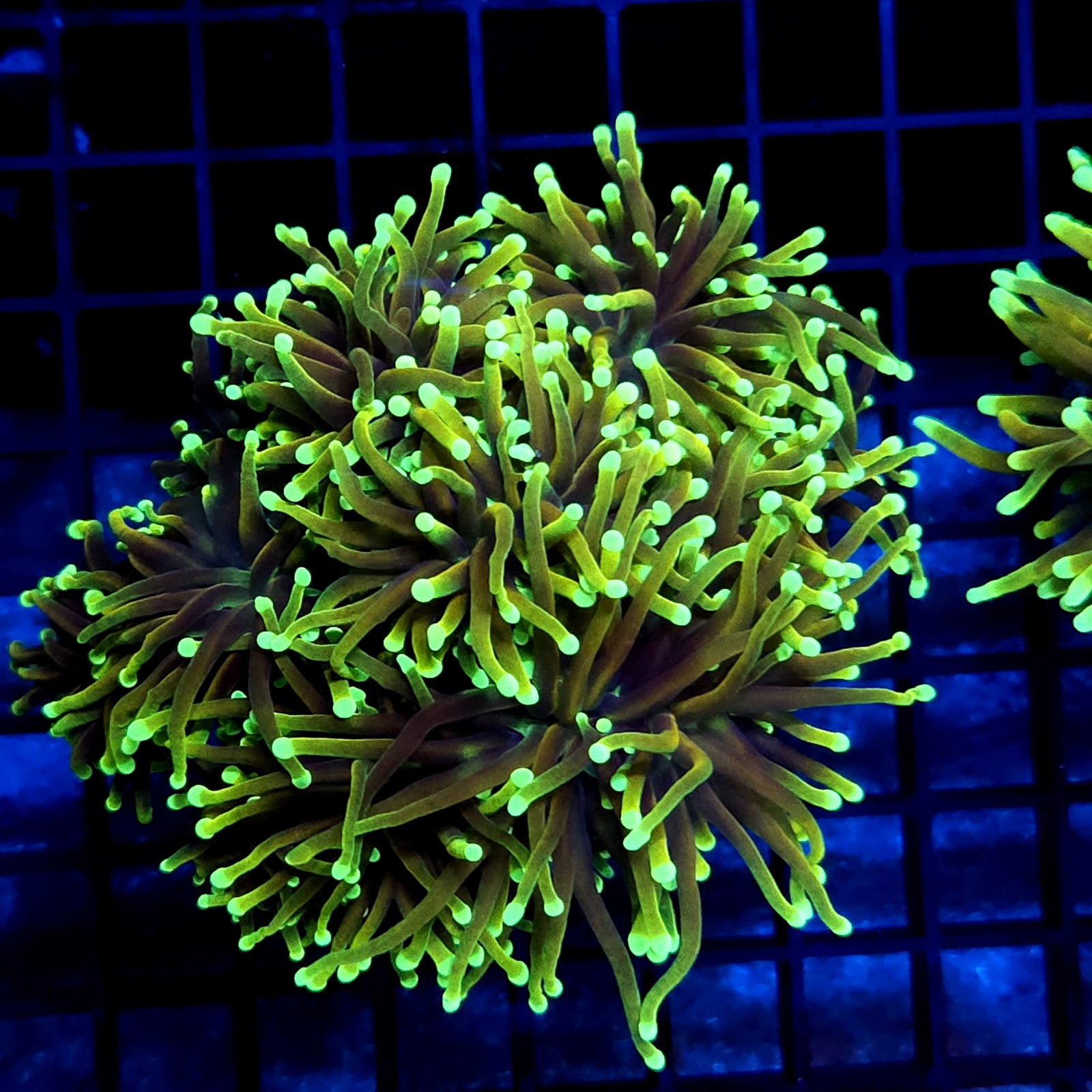 CC016 - Euphyllia glabrescens