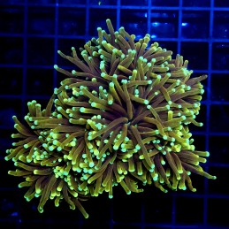 CC017 - Euphyllia glabrescens