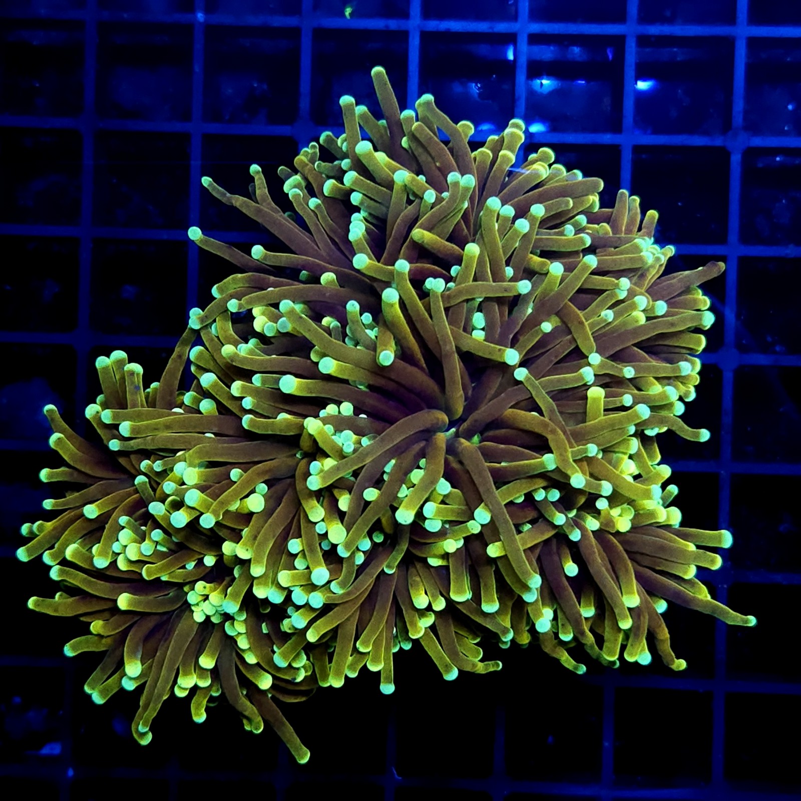 CC017 - Euphyllia glabrescens