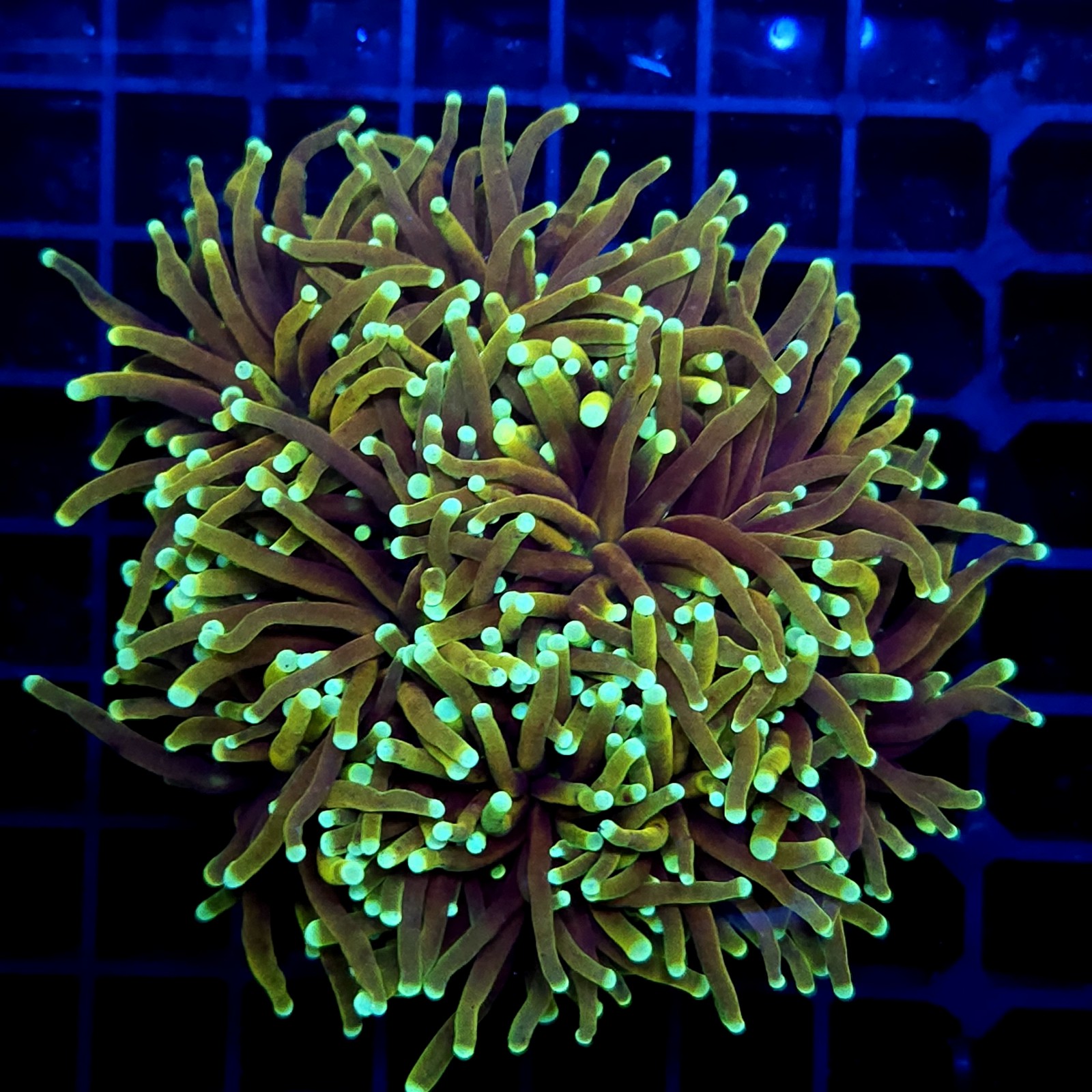 CC018 - Euphyllia glabrescens