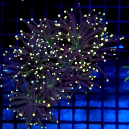 CC019 - Euphyllia glabrescens