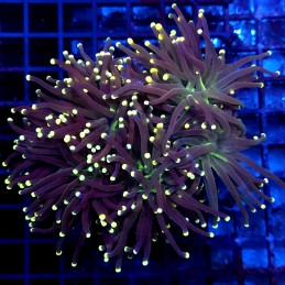 CC020 - Euphyllia glabrescens