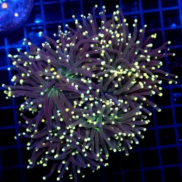 CC021 - Euphyllia glabrescens