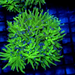 CC022 - Euphyllia glabrescens