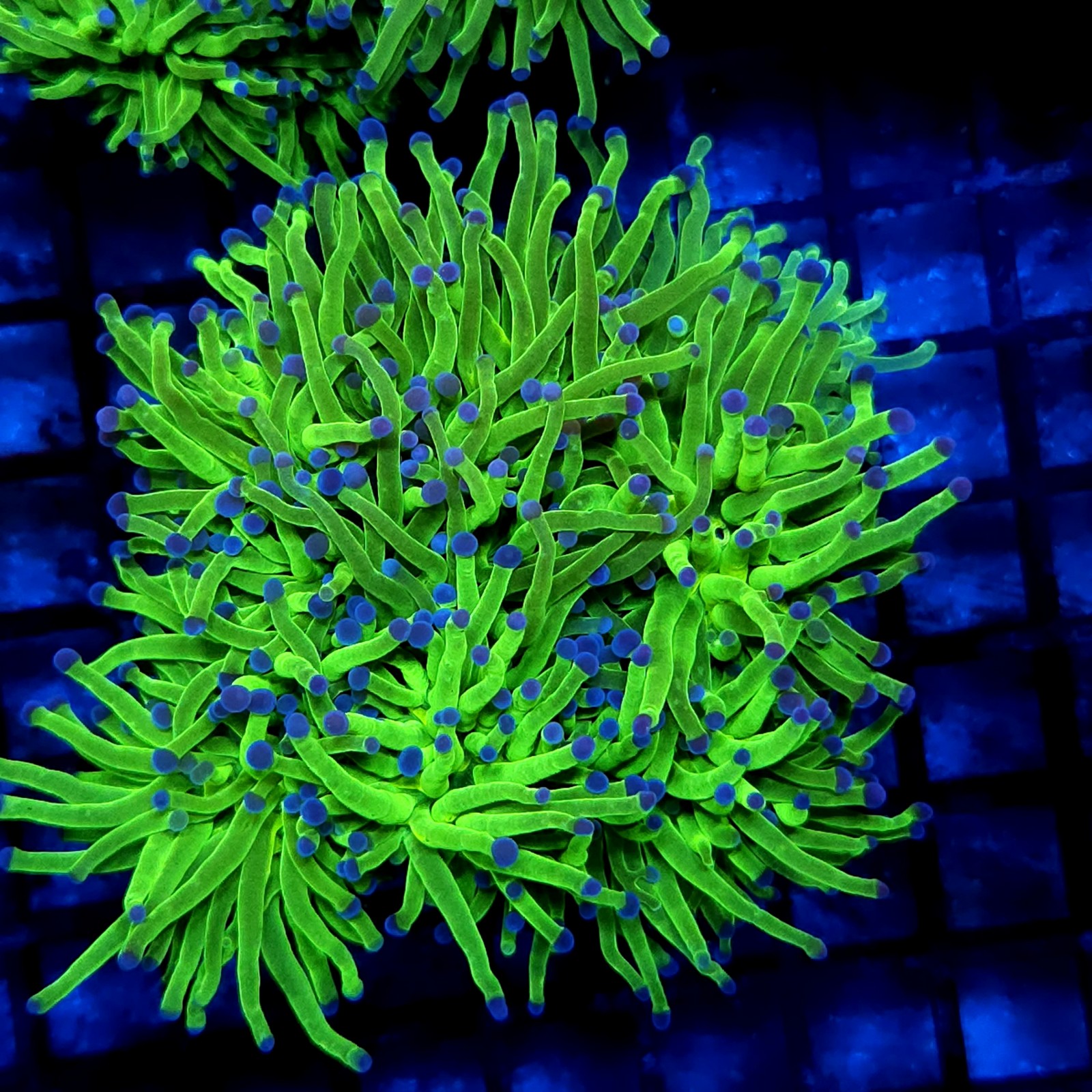 CC022 - Euphyllia glabrescens