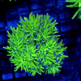 CC023 - Euphyllia glabrescens