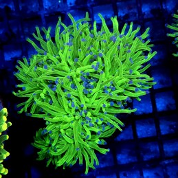 CC024 - Euphyllia glabrescens