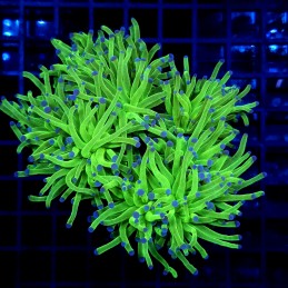 *CC025 - Euphyllia glabrescens