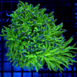 CC026 - Euphyllia glabrescens