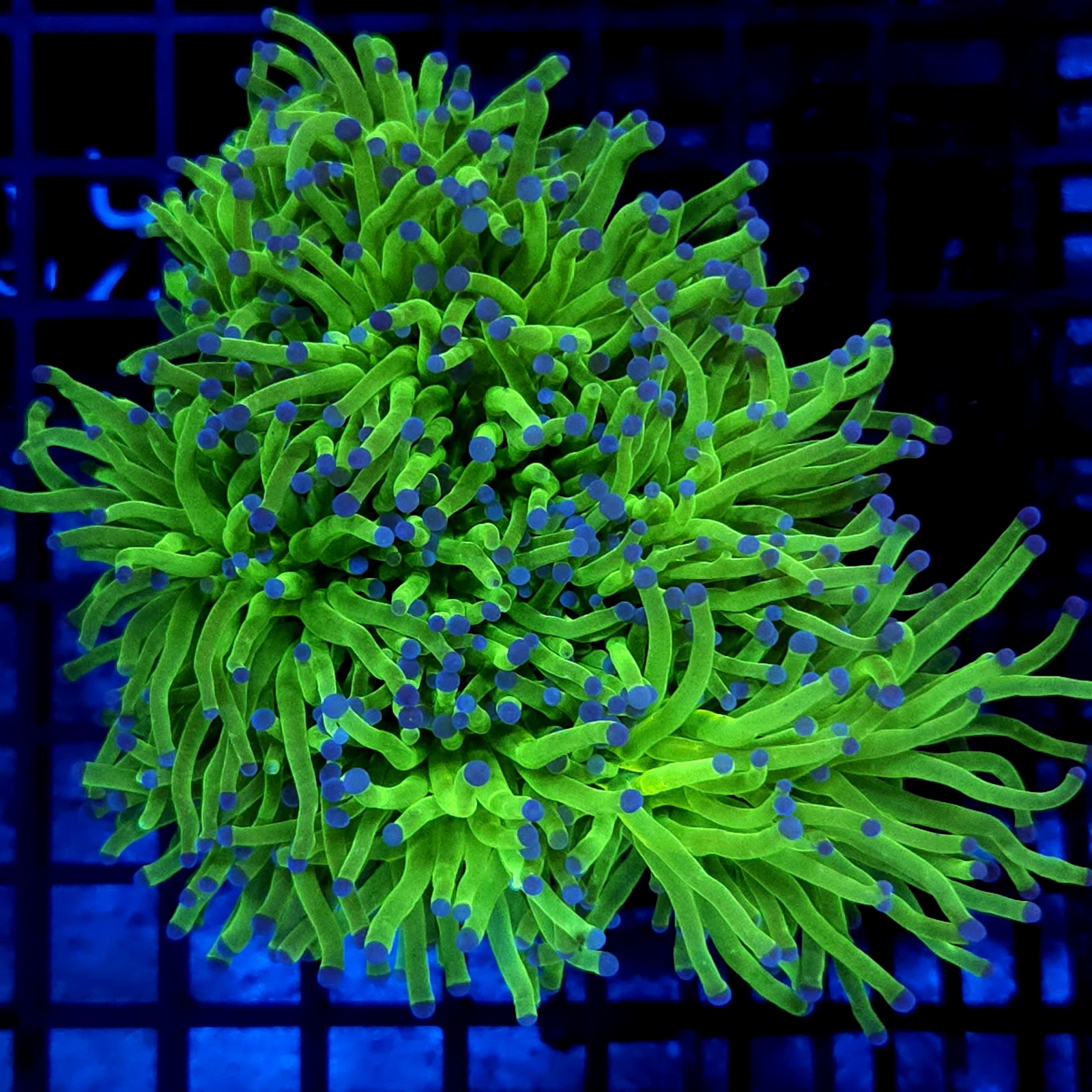 CC026 - Euphyllia glabrescens