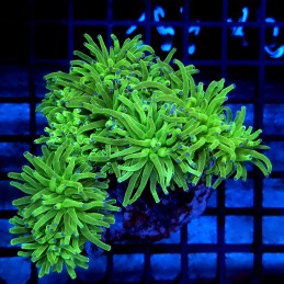 CC027 - Euphyllia glabrescens