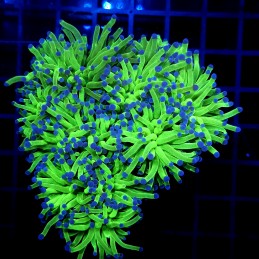 CC028 - Euphyllia glabrescens