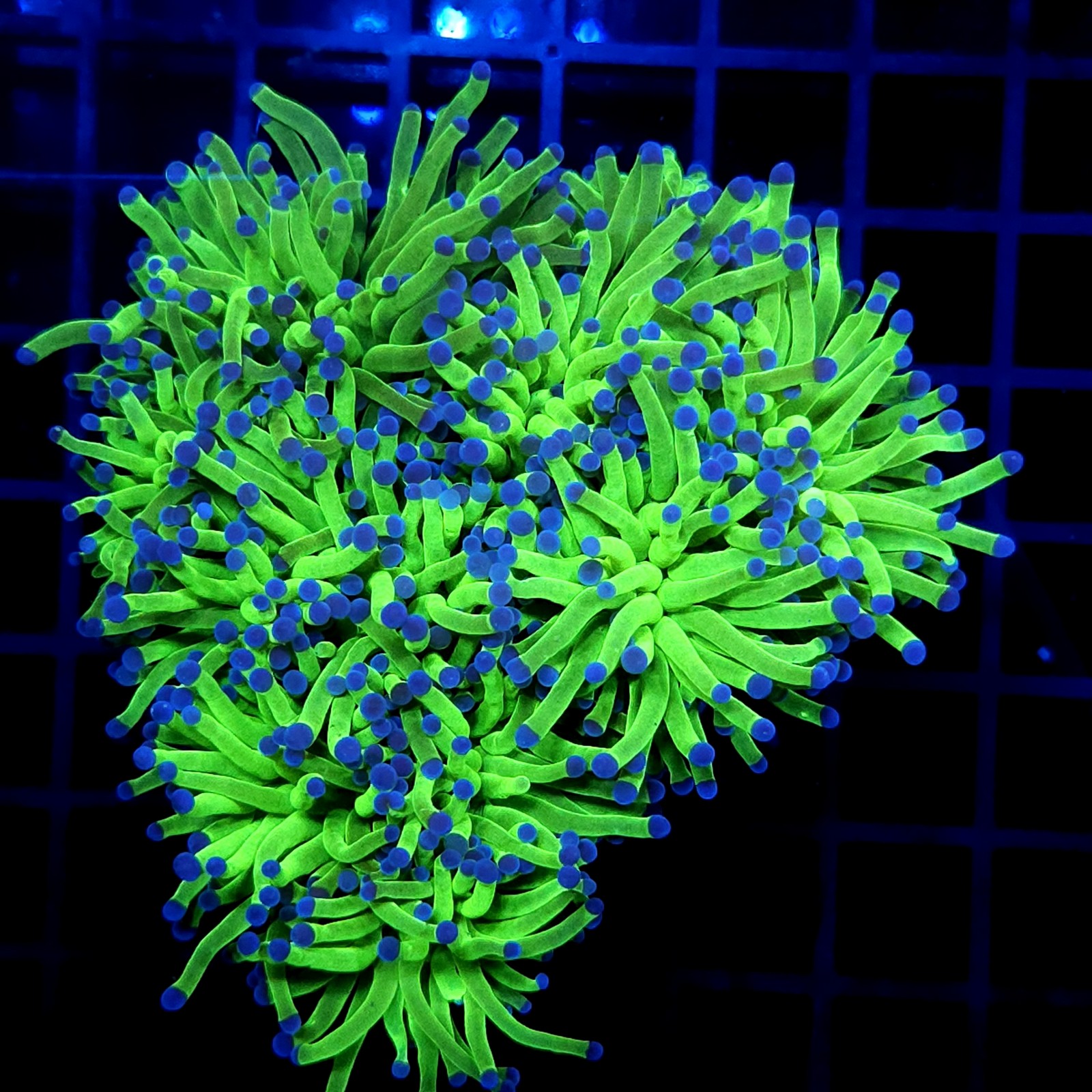 CC028 - Euphyllia glabrescens