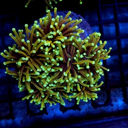 CC029 - Euphyllia glabrescens