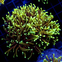 CC030 - Euphyllia glabrescens