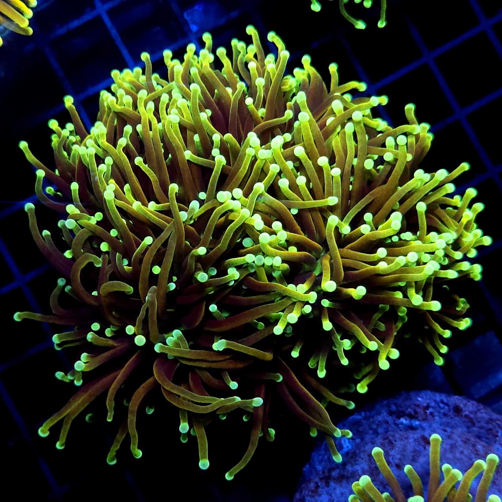 CC030 - Euphyllia glabrescens