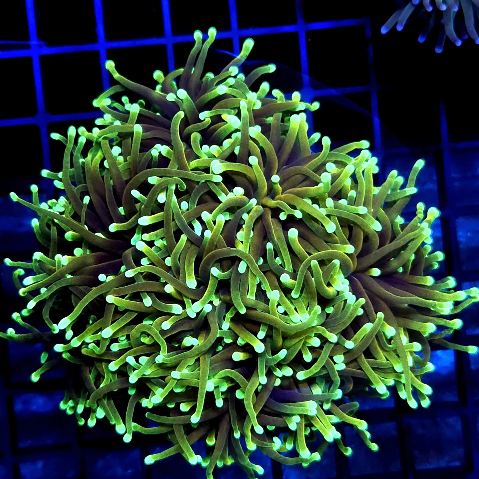 CC032 - Euphyllia glabrescens