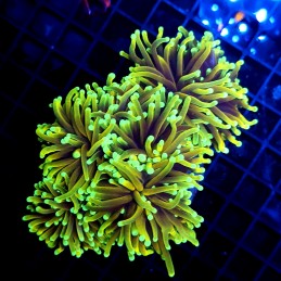 CC034 - Euphyllia glabrescens