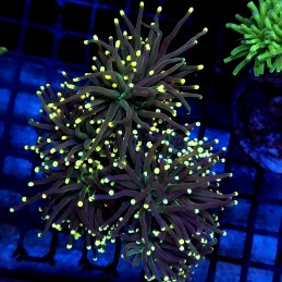 CC035 - Euphyllia glabrescens