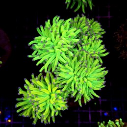 CC242 - Euphyllia glabrescens