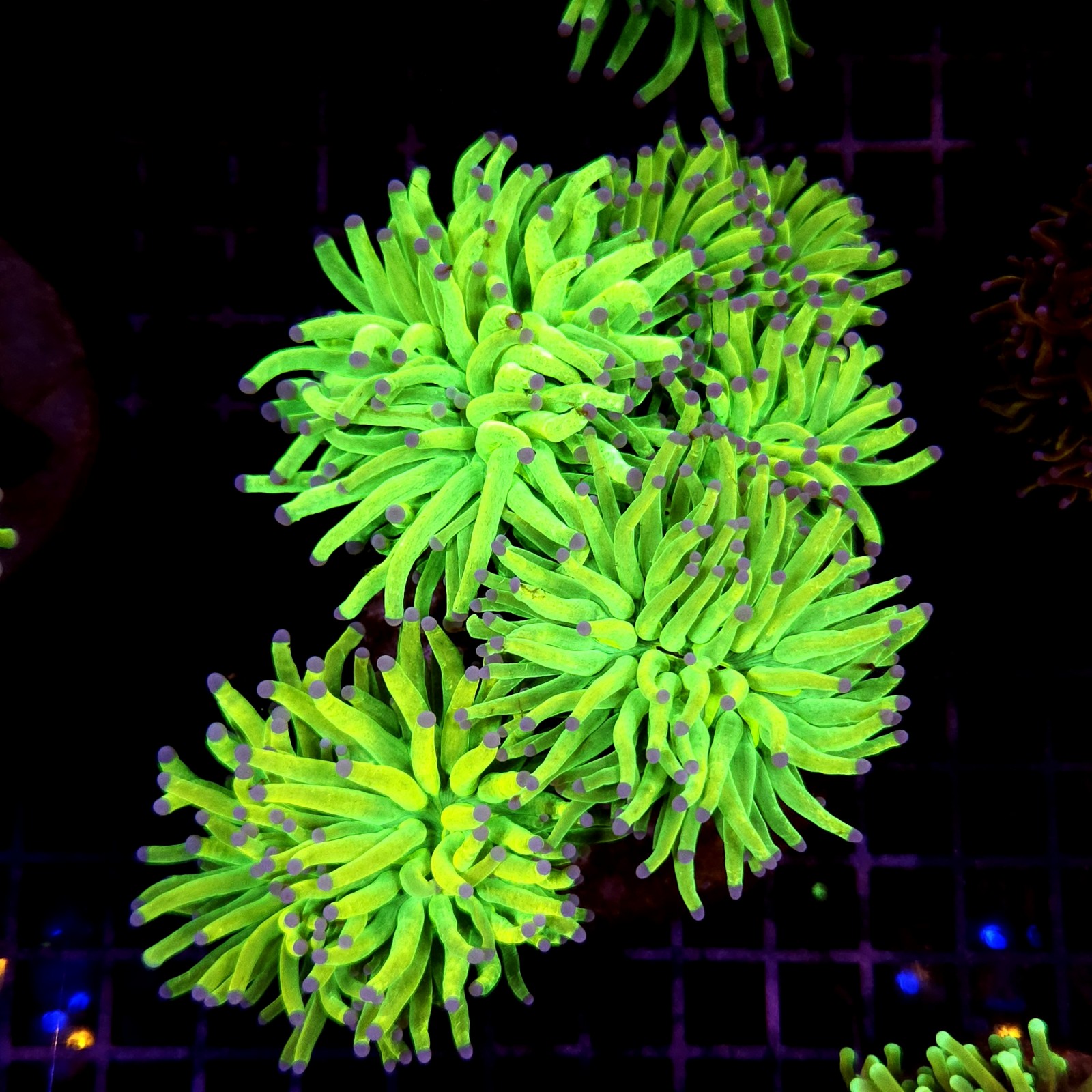 CC242 - Euphyllia glabrescens