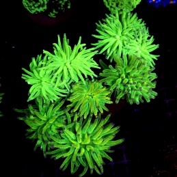 CC245 - Euphyllia glabrescens