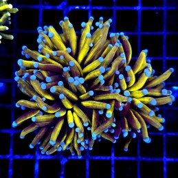 CC246 - Euphyllia glabrescens