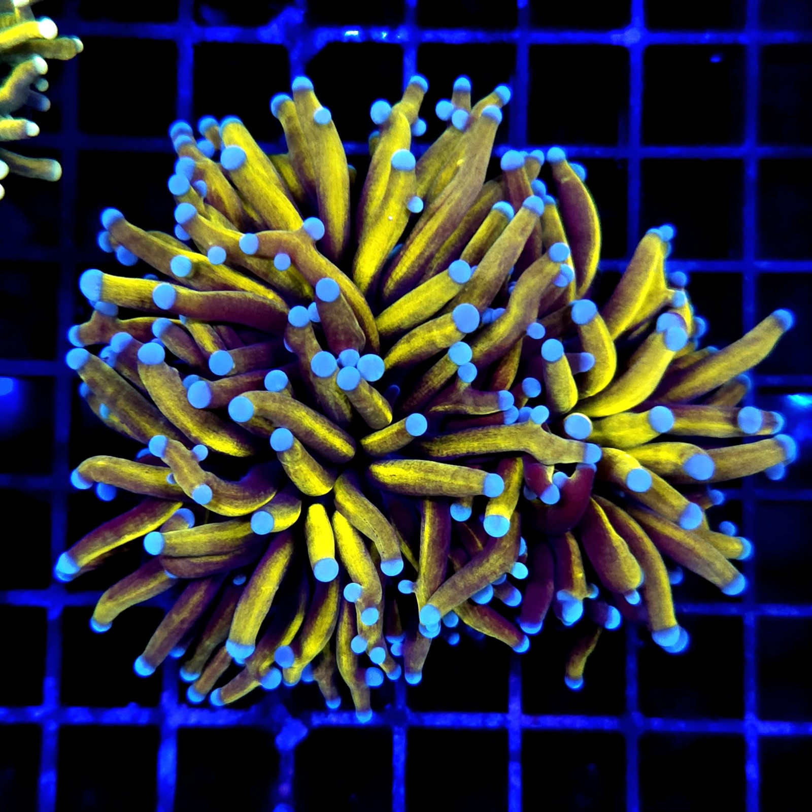 CC246 - Euphyllia glabrescens