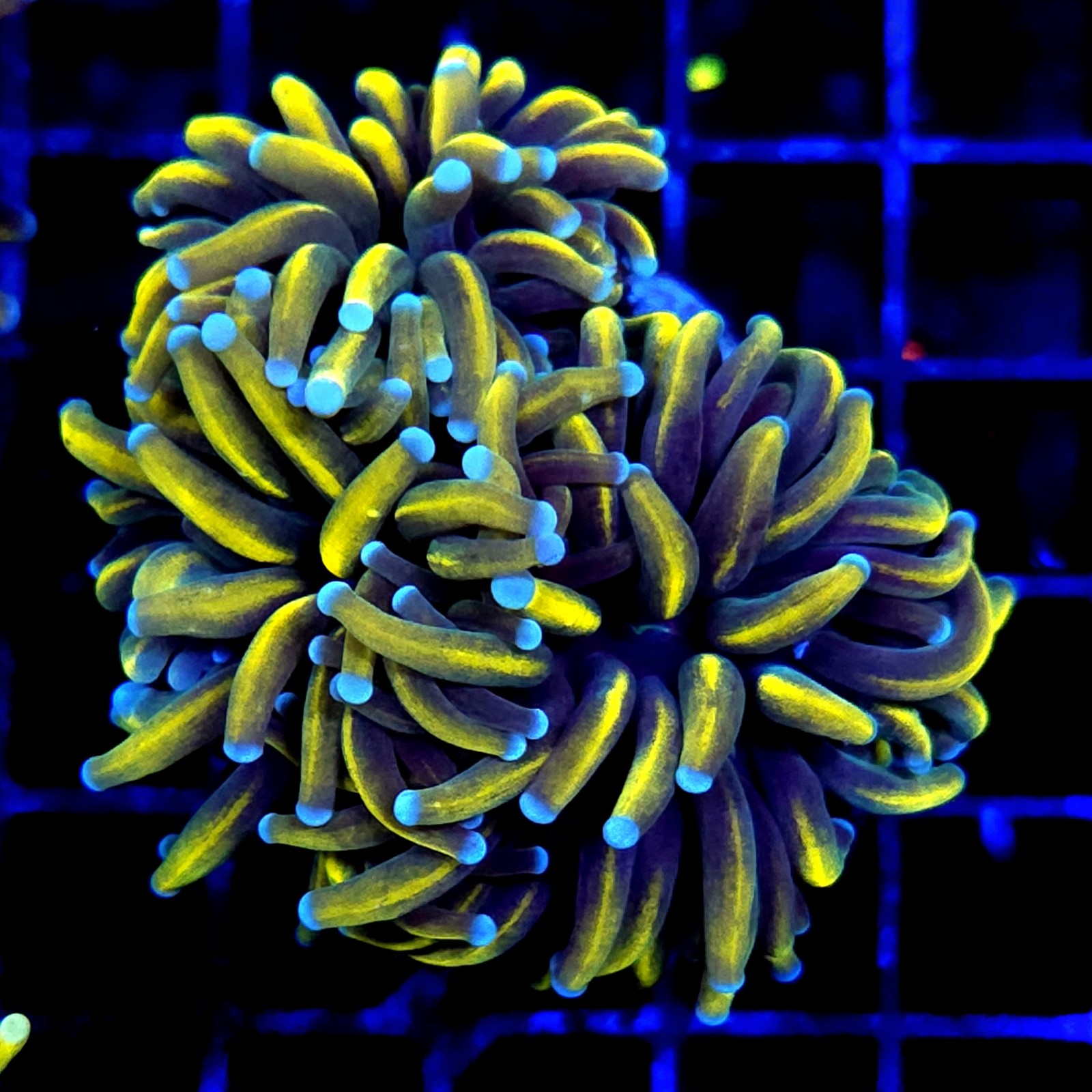 CC247 - Euphyllia glabrescens