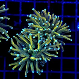 CC248 - Euphyllia glabrescens