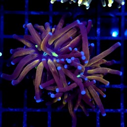 CC249 - Euphyllia glabrescens