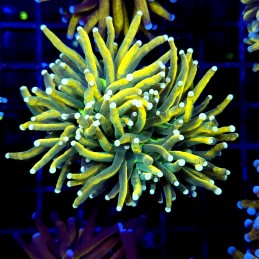 CC250 - Euphyllia glabrescens