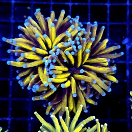 CC251 - Euphyllia glabrescens