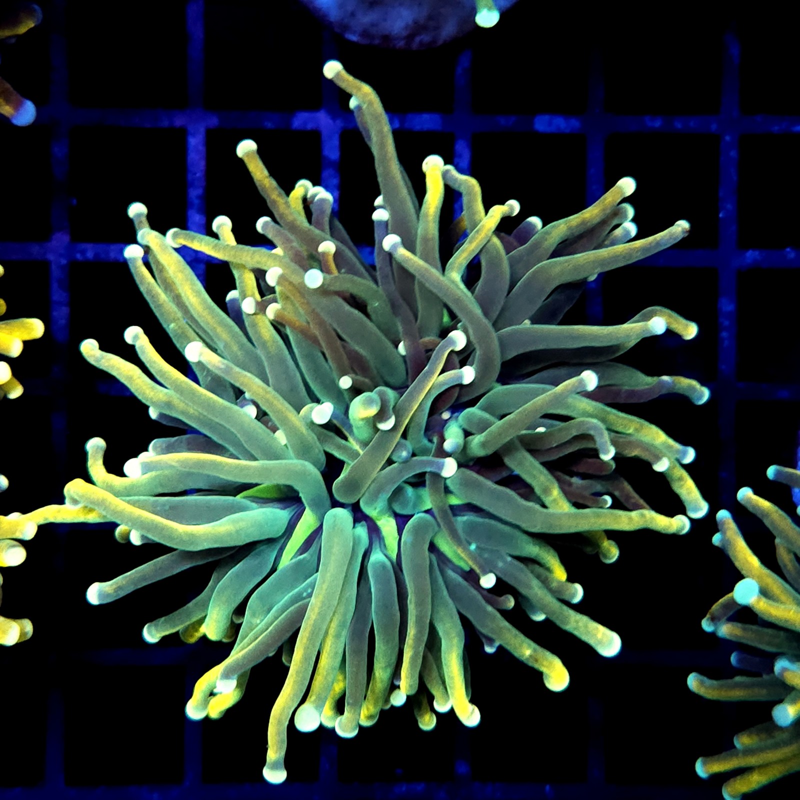 CC252 - Euphyllia glabrescens