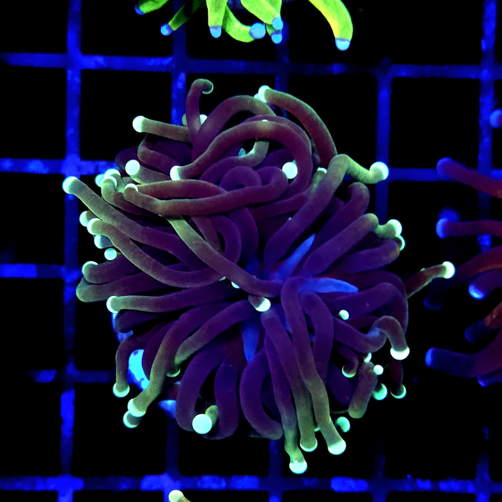 CC253 - Euphyllia glabrescens