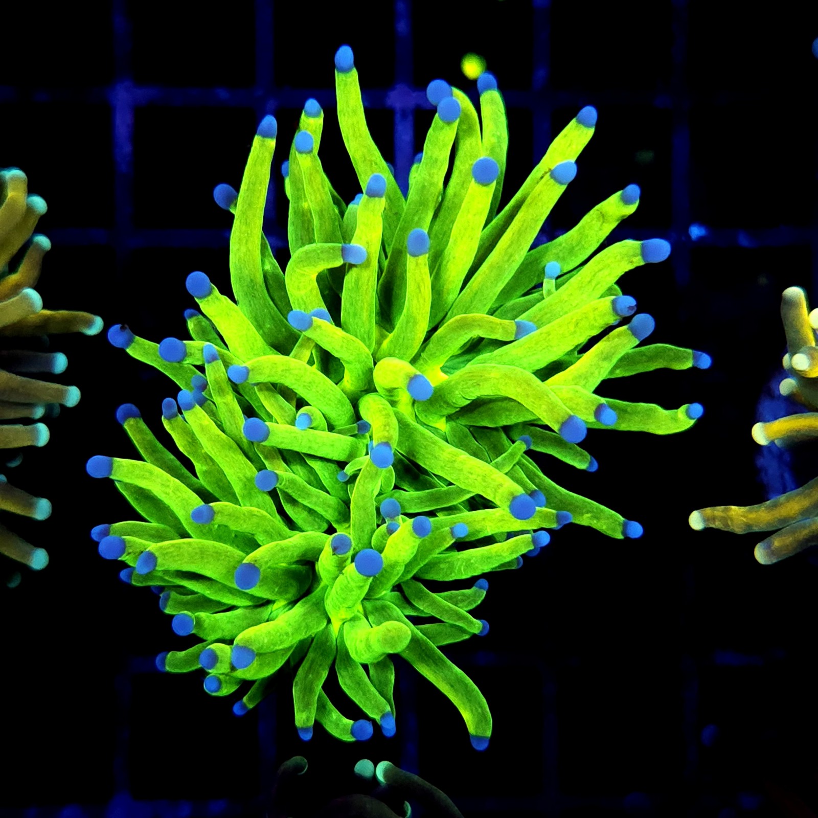 CC254 - Euphyllia glabrescens